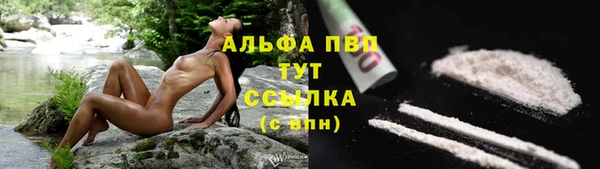 прущие грибы Дмитров