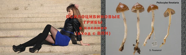 прущие грибы Дмитров
